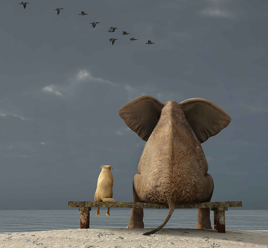 communication_animale_home communication_animale_home